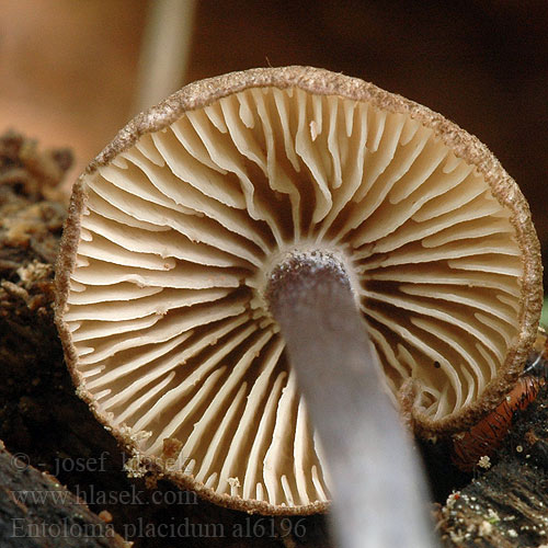 Entoloma placidum al6196