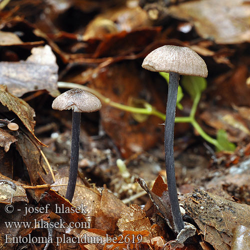 Entoloma placidum be2619