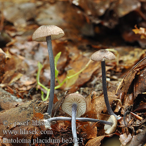 Entoloma placidum be2623