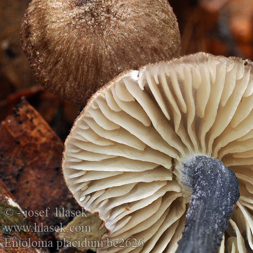 Entoloma placidum be2626