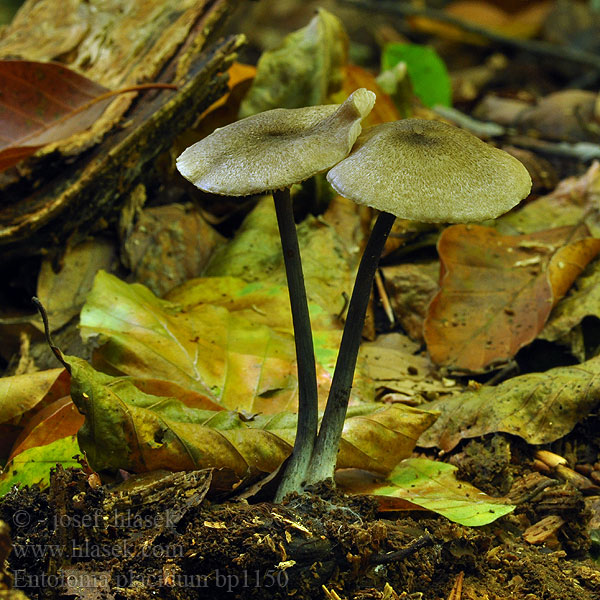 Entoloma placidum bp1150