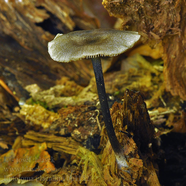 Buchenwald-Zärtling Buchenroetling Buchenwaldzaertling Buchenwald-Rötling Vedrødskivesopp Pyökkirusokas Bøge-rødblad Entoloma placidum Leptonia placida