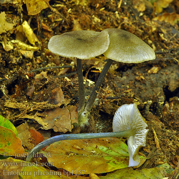 Entoloma placidum bp1157