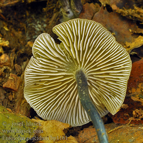 Bøge-rødblad Entoloma placidum Leptonia placida