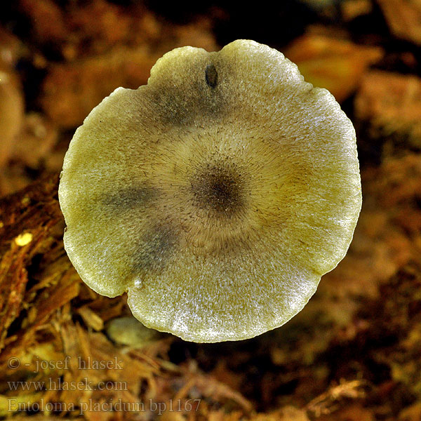 Entoloma placidum Závojenka mírná buková