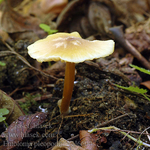 Entoloma pleopodium Aromatic Pinkgill Hodvábnica voňavá Dzwonkówka cytrynowa