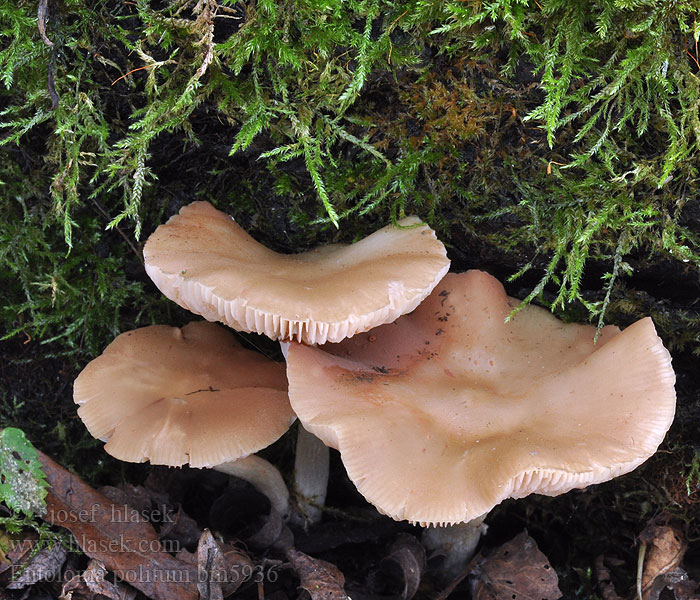 Entoloma politum Závojenka buková Poleret Rødblad Haisurusokas