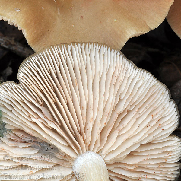 Entoloma politum bm5939