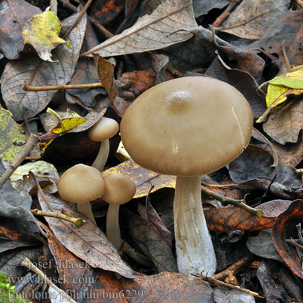 Entoloma politum bm6229