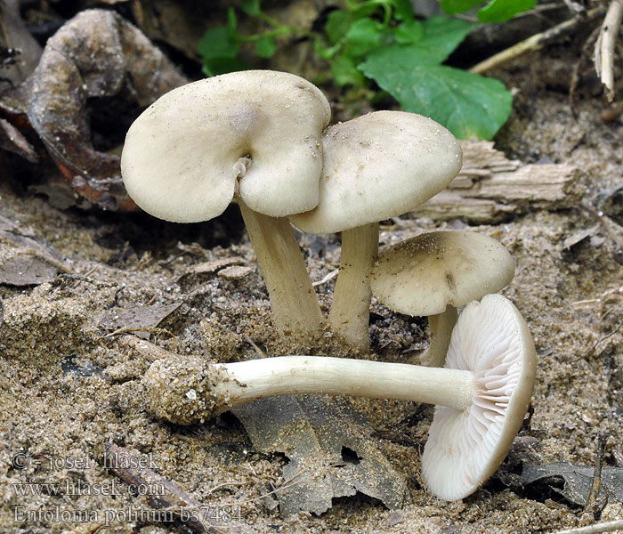 Entoloma politum Závojenka buková