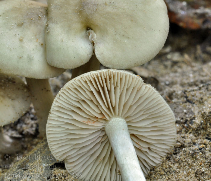 Entoloma politum Poleret Rødblad