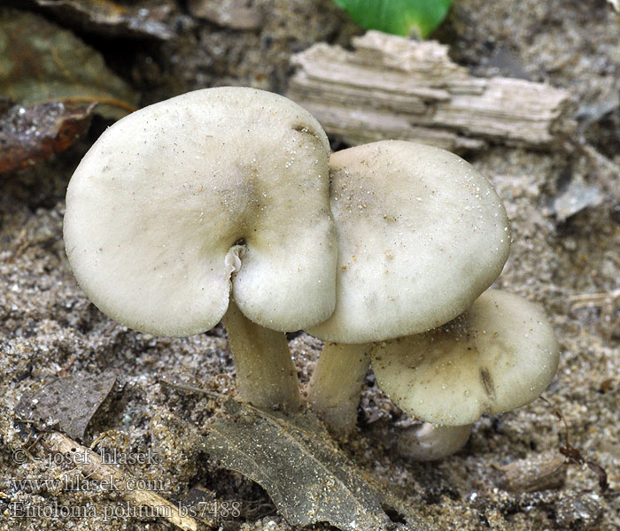 Entoloma politum Haisurusokas