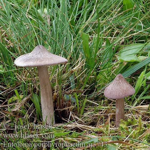 Entoloma porphyrophaeum Závojenka šedohnědá Červenolupen šedohnědý Dzwonkówka porfirowobrązowa Lilac Pinkgill Porfirasta rdečelistka Porfirna rudoliska Porphyry Pink-gill Porphyrbrauner Rotling Porfyrrödling Lillabrun rødskivesopp Porfiersatijnzwam Entolome porphyre энтолома темно-пурпурная Hodvábnica porfýrová