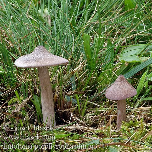 Entoloma porphyrophaeum Závojenka šedohnědá Červenolupen šedohnědý Dzwonkówka porfirowobrązowa Lilac Pinkgill Porfirasta rdečelistka Porfirna rudoliska Porphyry Pink-gill Porphyrbrauner Rotling Porfyrrödling Lillabrun rødskivesopp Porfiersatijnzwam Entolome porphyre энтолома темно-пурпурная Hodvábnica porfýrová