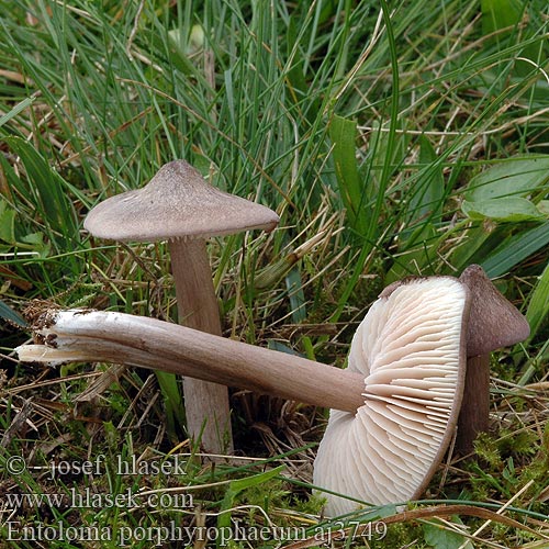 Entoloma porphyrophaeum Dzwonkówka porfirowobrązowa Lilac Pinkgill Porfirasta rdečelistka Porfirna rudoliska Porphyry Pink-gill Porphyrbrauner Rotling Porfyrrödling Lillabrun rødskivesopp Porfiersatijnzwam Entolome porphyre энтолома темно-пурпурная Hodvábnica porfýrová Závojenka šedohnědá Červenolupen šedohnědý