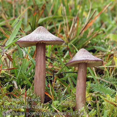 Entoloma porphyrophaeum aj4386