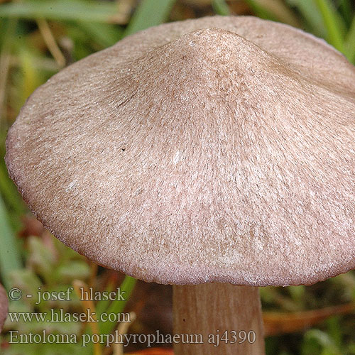 Entoloma porphyrophaeum aj4390