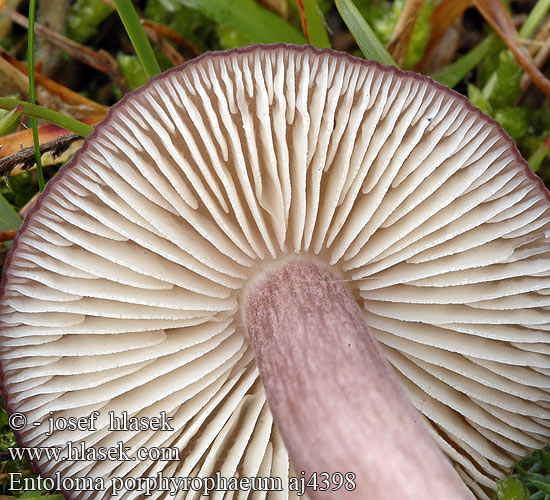 Entoloma porphyrophaeum Entolome porphyre энтолома темно-пурпурная Hodvábnica porfýrová Závojenka šedohnědá Červenolupen šedohnědý Dzwonkówka porfirowobrązowa Lilac Pinkgill Porfirasta rdečelistka Porfirna rudoliska Porphyry Pink-gill Porphyrbrauner Rotling Porfyrrödling Lillabrun rødskivesopp Porfiersatijnzwam