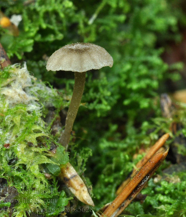 Entoloma rhodocylix Závojenka olšová