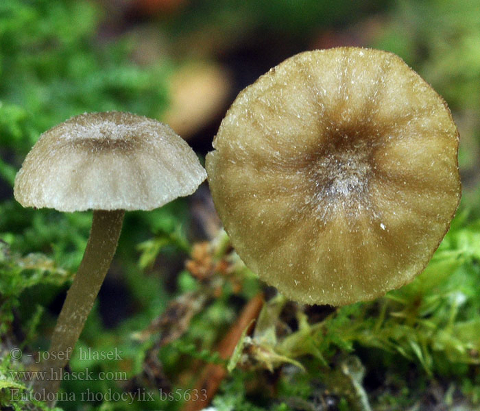 Entoloma rhodocylix Erlen-Nabel-Rötling