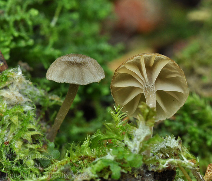 Entoloma rhodocylix Dwergsatijnzwam