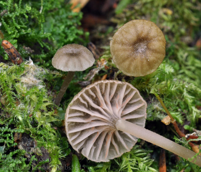 Entoloma rhodocylix Dzwonkówka olszowa