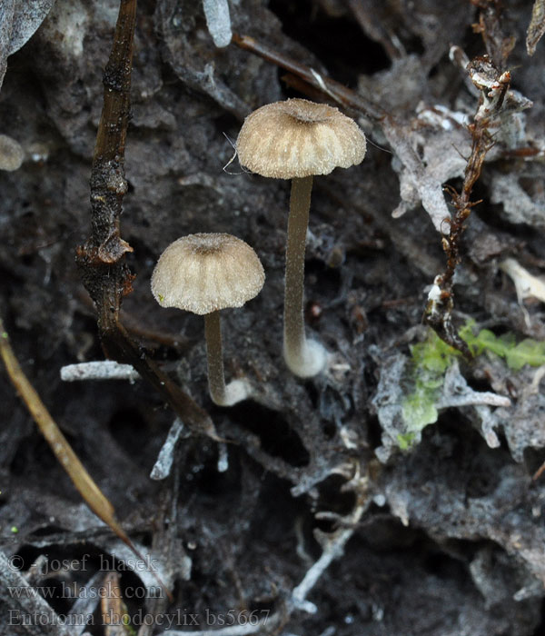 Entoloma rhodocylix Fjernbladet rødblad