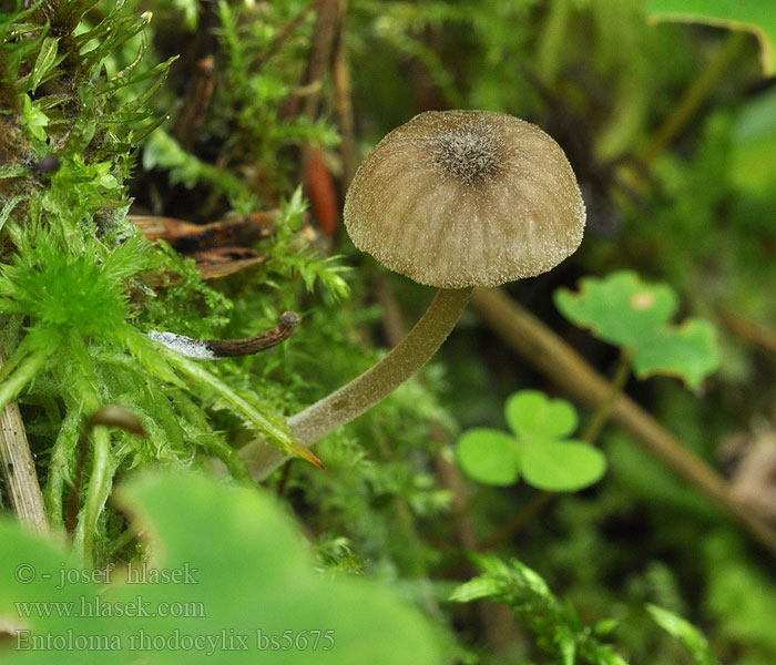 Entoloma rhodocylix Varjonaparusokas