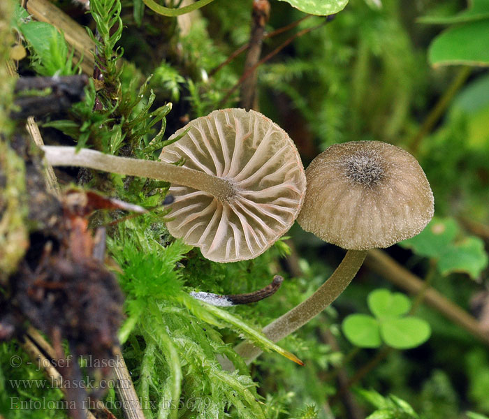 Entoloma rhodocylix Энтолома красношляпковая