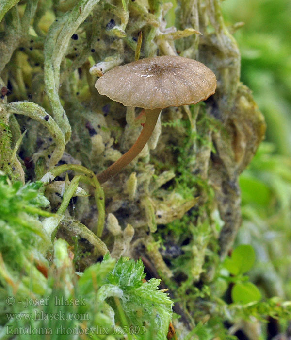 Entoloma_rhodocylix_bs5693