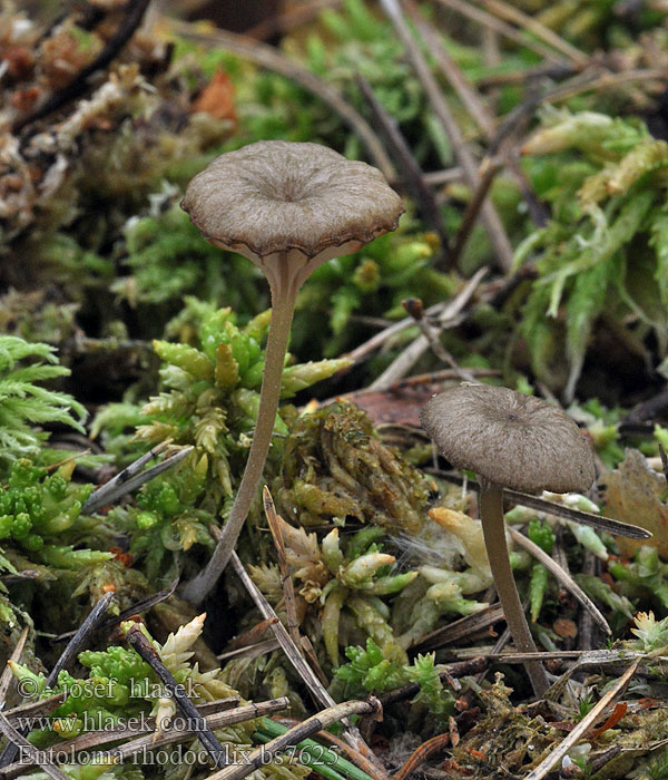 Энтолома красношляпковая Entoloma rhodocylix