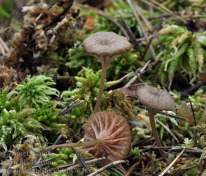 Entoloma_rhodocylix_bs7628