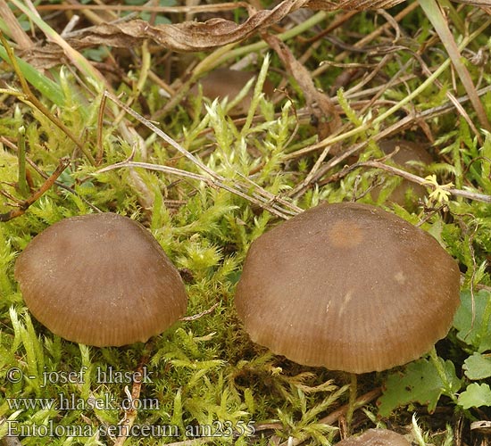 Entoloma sericeum Rhodophyllus sericeus Wieruszka jedwabista