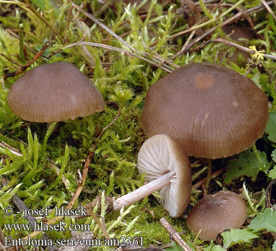 Entoloma sericeum am2361