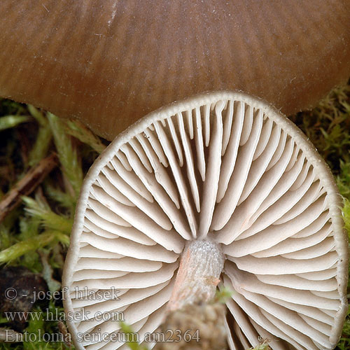 Entoloma sericeum am2364