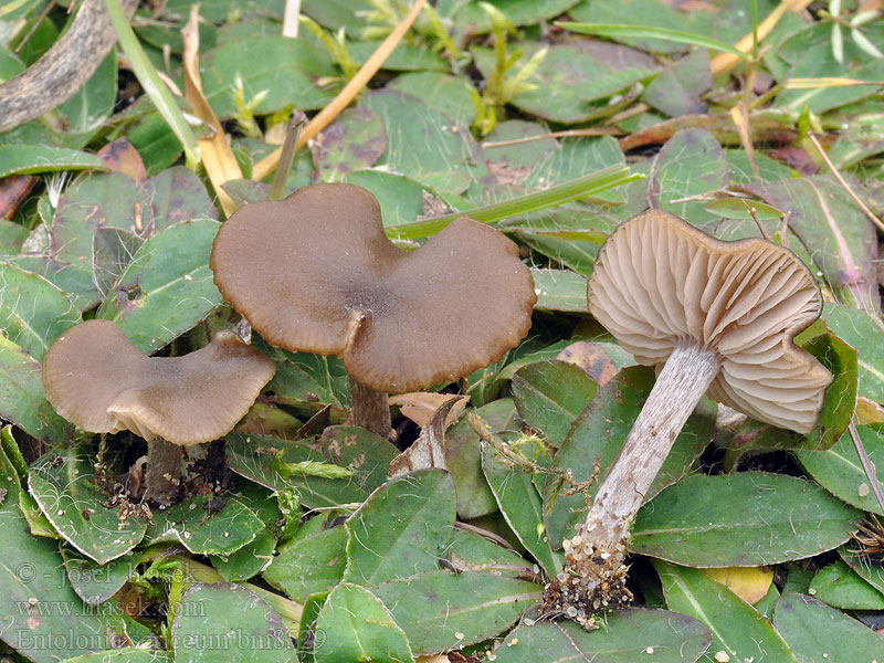 Entoloma sericeum Entolome soyeux Seidiger Glöckling Rötling