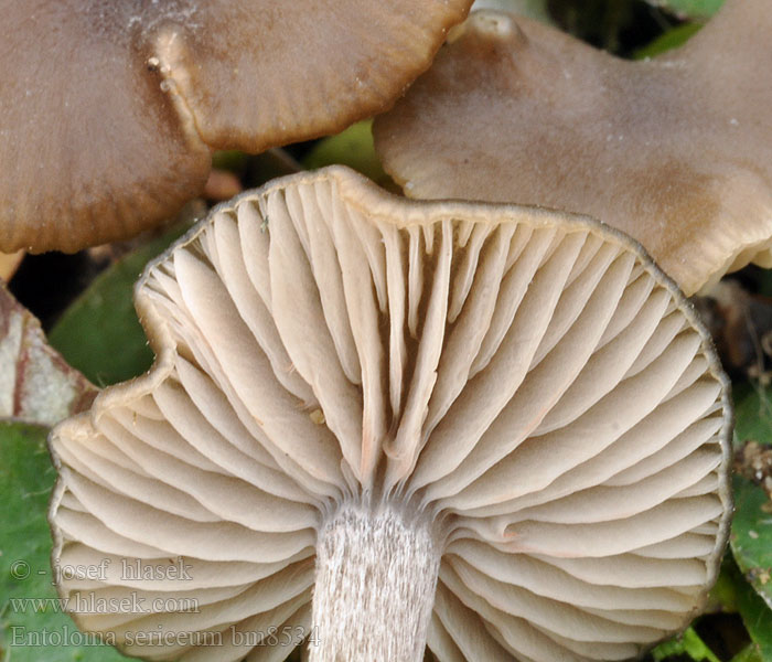 Entoloma_sericeum_bm8534