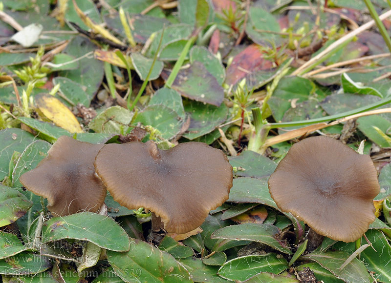 Entoloma sericeum Wieruszka jedwabista Dzwonkówka