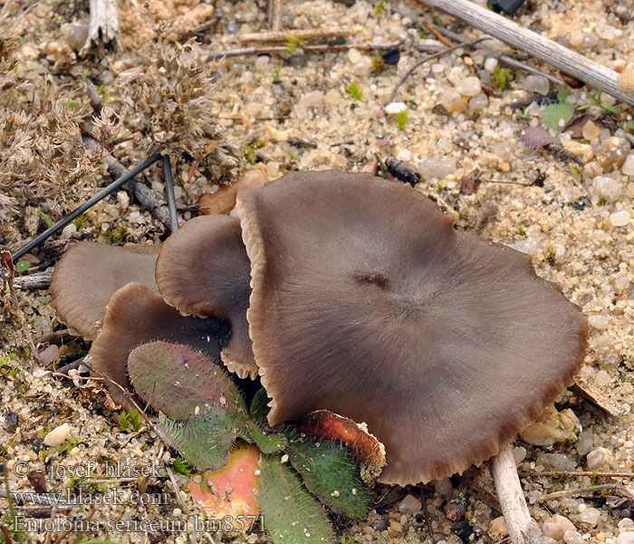 Entoloma sericeum Bruine satijnzwam Silkesrödhätting