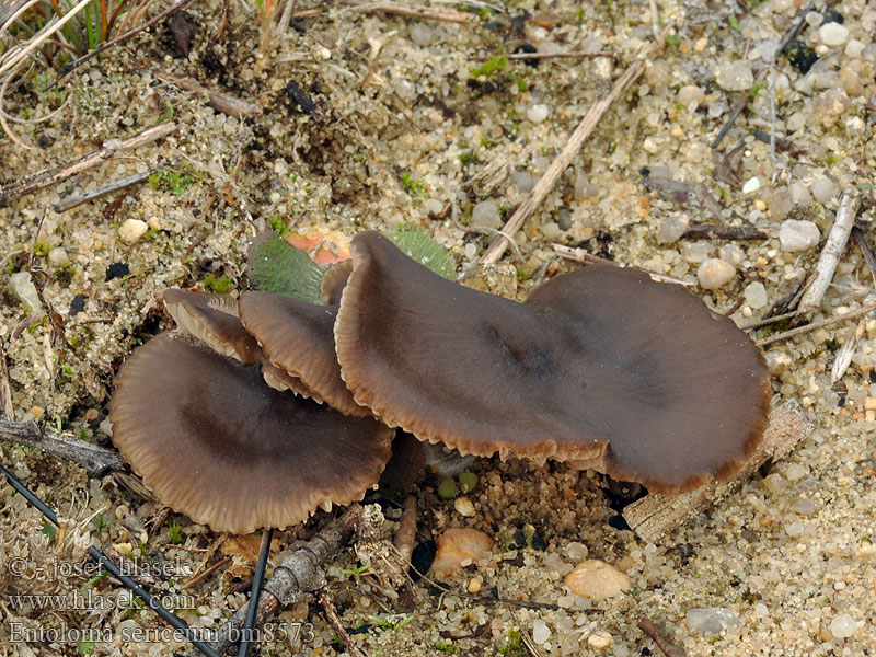 Entoloma sericeum Závojenka hedvábitá Zvonovka hedvábná