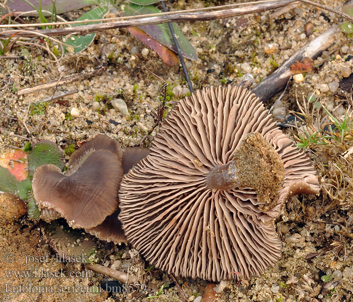 Entoloma sericeum Энтолома шелковая Silky Pinkgill