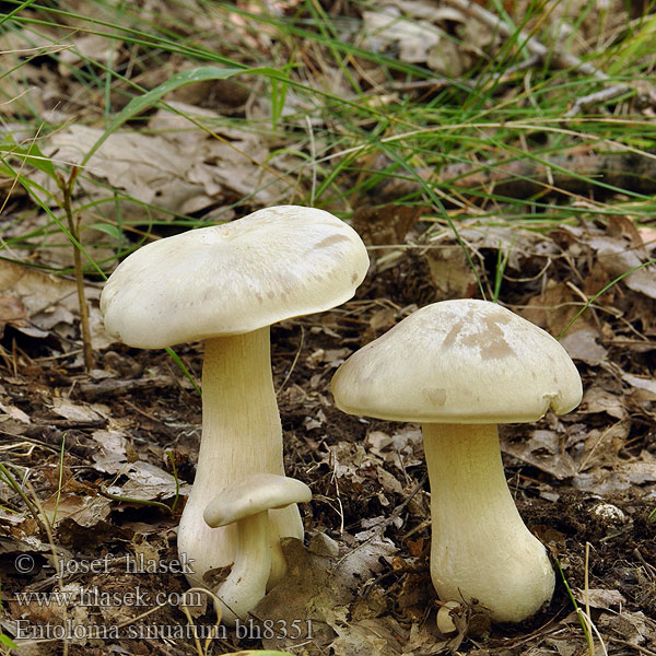 Entoloma sinuatum Agaricus lividus lividum fertilis fertile Závojenka olovová Riesenrötling Entolome livide Wieruszka zatokowata Энтолома ядовитая Isorusokas Giftige satijnzwam Livid entoloma agaric pinkgill leaden lead poisoner Velika rdečelistka Bolmörtsskivling Ентолома жовтувато-сиза отруйна Giftig rødblad Olovasta rudoliska Nagy döggomba Hodvábnica veľká Giftig rødskivesopp