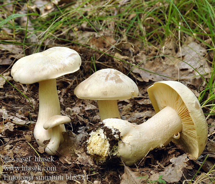 Závojenka olovová Riesenrötling Entolome livide Wieruszka zatokowata Энтолома ядовитая Isorusokas Giftige satijnzwam Livid entoloma agaric pinkgill leaden lead poisoner Velika rdečelistka Bolmörtsskivling Ентолома жовтувато-сиза отруйна Giftig rødblad Olovasta rudoliska Nagy döggomba Hodvábnica veľká Giftig rødskivesopp Entoloma sinuatum Agaricus lividus lividum fertilis fertile