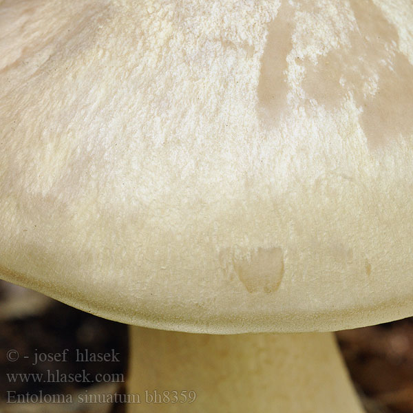 Entoloma sinuatum bh8359