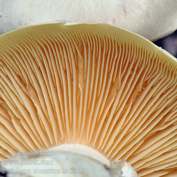 Entoloma sinuatum bh8365