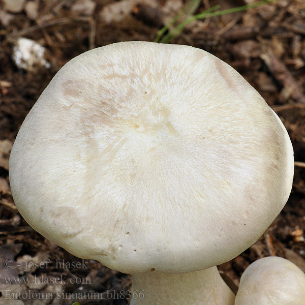 Entoloma sinuatum bh8366