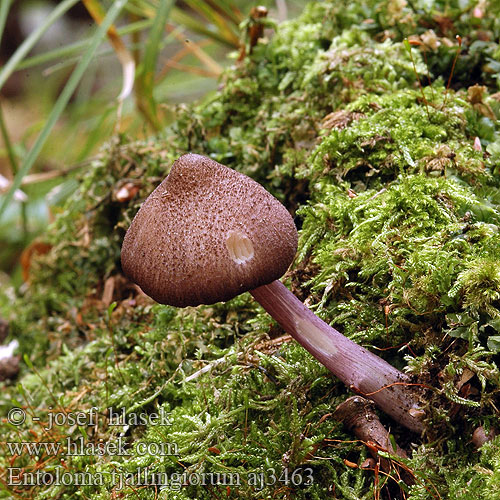 Entoloma tjallingiorum Tvåfärgsnopping Skjellet rødskivesopp Závojenka hnědofialová Entolome pied squamuleux Sinijalkarusokas Hairy Pinkgill Violettstieliger Rötling Roetling Stippelsteelsatijnzwam Prægtig rødblad