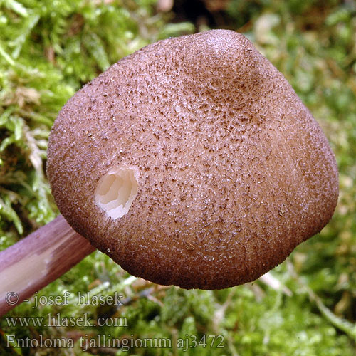 Entoloma tjallingiorum aj3472