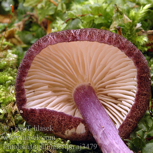 Hairy Pinkgill Violettstieliger Rötling Roetling Stippelsteelsatijnzwam Prægtig rødblad Entoloma tjallingiorum Tvåfärgsnopping Skjellet rødskivesopp Závojenka hnědofialová Entolome pied squamuleux Sinijalkarusokas