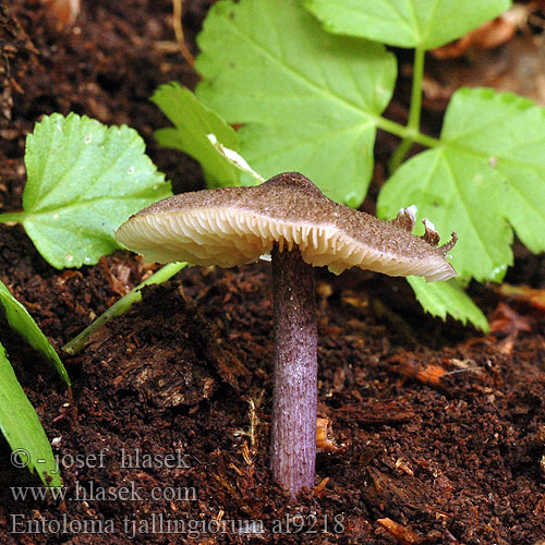 Prægtig rødblad Entoloma tjallingiorum Tvåfärgsnopping Skjellet rødskivesopp Závojenka hnědofialová Entolome pied squamuleux Sinijalkarusokas Hairy Pinkgill Violettstieliger Rötling Roetling Stippelsteelsatijnzwam